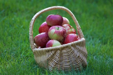 Basket of Apples stock photo. Image of edible, country - 99720008