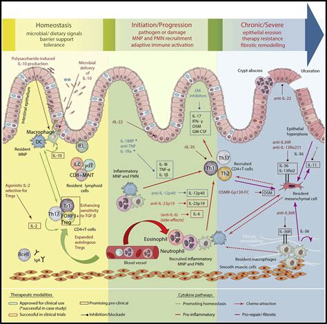 Cytokine Networks in the Pathophysiology of Inflammatory Bowel Disease: Immunity