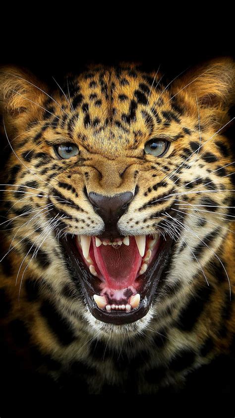 1080P free download | Angry jaguar, animal, big, cat, mad, wild, HD phone wallpaper | Peakpx