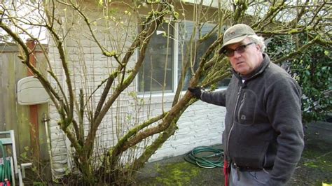 Properly Pruning Lilac Trees w/ Seattle Arborist Chip Kennaugh | Lilac trees, Arborist, Prune