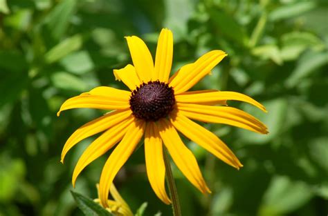 Growing Black-Eyed Susans