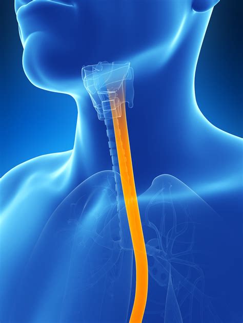 Esophagus/Endoscopy — High Plains Surgical Associates