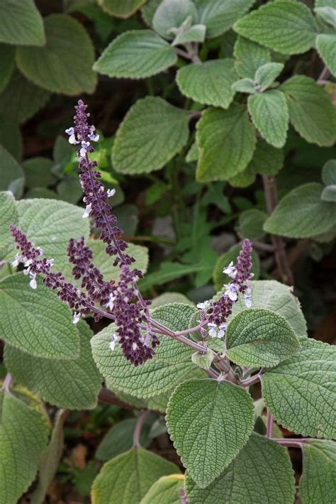 Plectranthus argentea 'Silver Plectranthus' 6" Pot - Hello Hello Plants & Garden Supplies