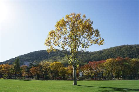 Korea Autumn Flower Blossom: Daegu Chrysanthemum Festival