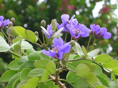 Guaiacum sanctum (Holywood Lignum vitae) - Richard Lyons Nursery, Inc.