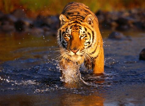 bengal-tiger – The Northeast India Travel Blog