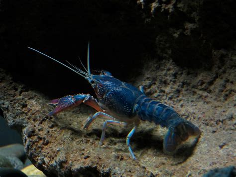 Freshwater Aquarium - Red Swamp Crayfish Exhibit - ZooChat