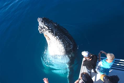 Whale Watching Hervey Bay | Half Day Humpback Whales | Whalesong