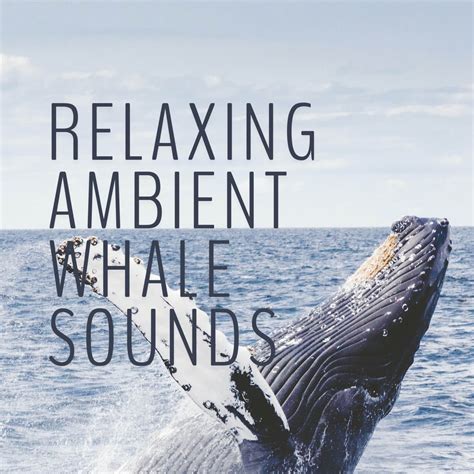 ‎Relaxing Ambient Whale Sounds by Whale Sounds, Nature Sounds Nature Music & Whale Sounds ...