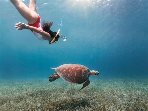 Snorkeling Tour to Culebra Island - Gallery