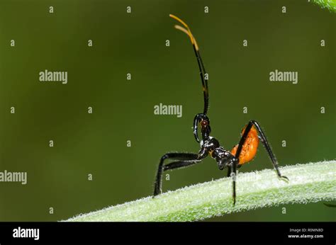 Wheelbug, Arilus cristatus, nymph Stock Photo - Alamy