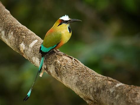 What Is The National Bird of El Salvador? (And Why?) | Birdfact