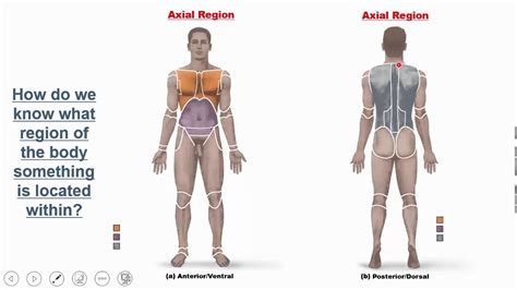 Introduction to the Human Body: Overview and Gross Anatomy - YouTube