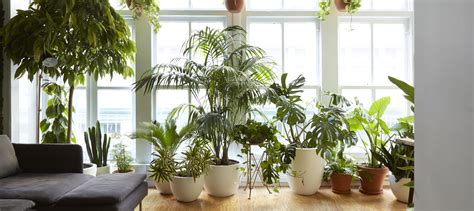 7 Best Indoor Air Purifying Plants To Keep Your Air Clean