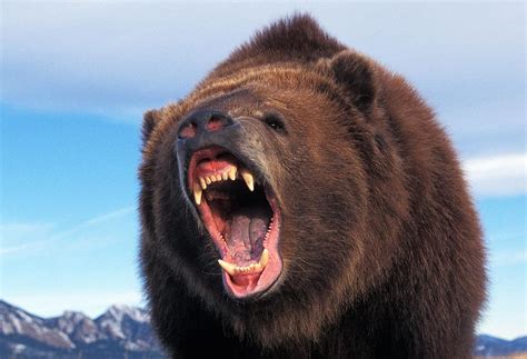 Biggest Bear In The World Ever Recorded