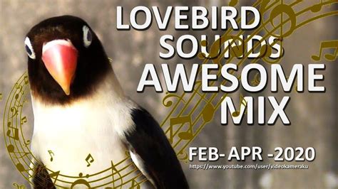 Lovebird Sounds Awesome Mix - February to April 2020 | Love birds ...