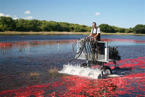 Cape Cod Cranberry Bog Tours