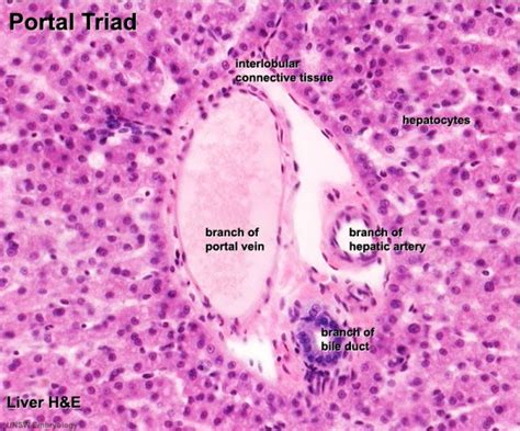 ANAT2241 Liver, Gallbladder, and Pancreas - Embryology