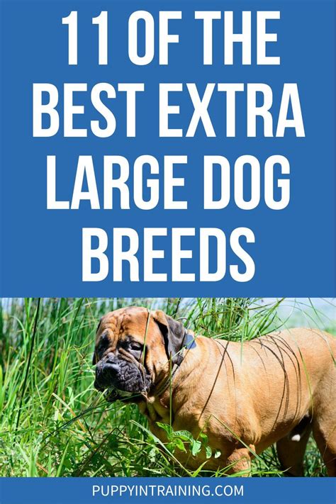 11 of the Best Extra Large Dog Breeds - Puppy In Training Extra Large Dog Breeds, Dog Breeds ...