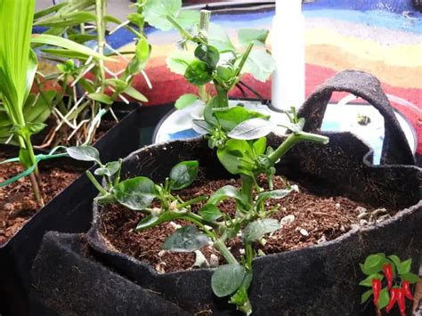 How To prune Pepper Plants In Pots [Renewed Growth Tips]