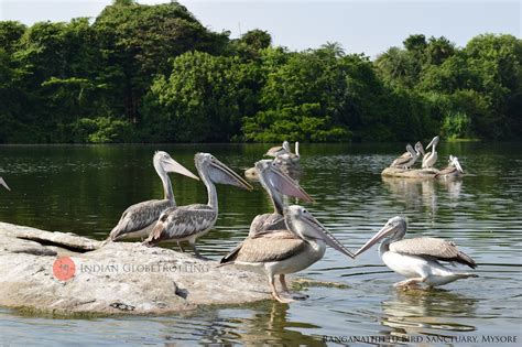 Ranganathittu Bird Sanctuary | Indian Globetrotting