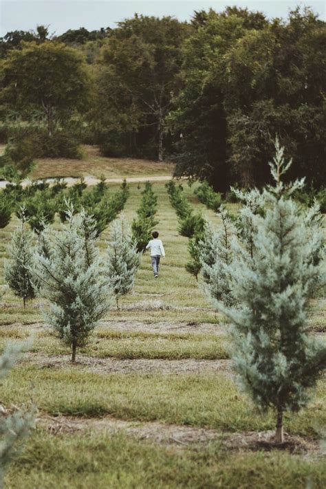 Christmas tree farm photo shoot Fun photo shoot Inspiration | Tree farm ...