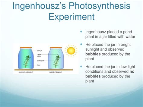 PPT - Photosynthesis PowerPoint Presentation, free download - ID:2410141