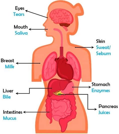 Difference Between Endocrine and Exocrine Glands - (with Comparison ...