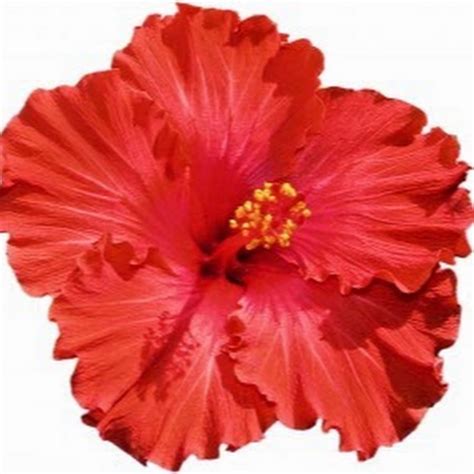 Hibiscus Fest Fiji - YouTube