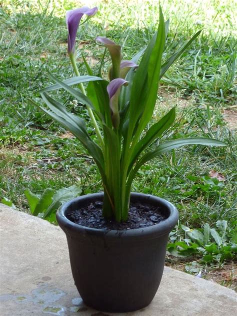 Planting A Calla Lily In A Pot: Care Of Container Grown Calla Lilies | Lily plants, Calla lily ...