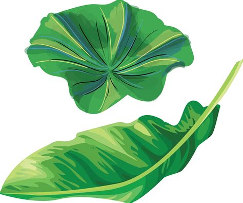 Download Banana Leaf Illustration Clipart (#2196184) - PinClipart