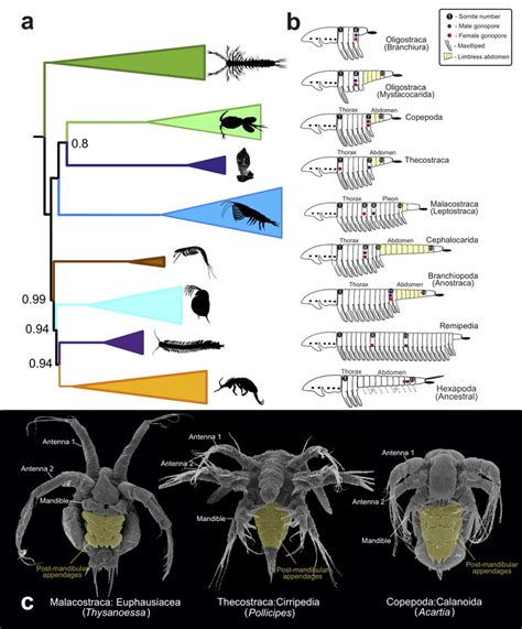 Crustaceans Characteristics