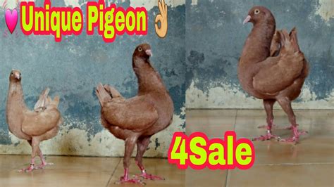 Maltese yellow/Unique Fancy Pigeon/Breeding Pair/4sale/6 June 2020 - YouTube