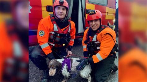 Lincolnshire: Dog owners warned after pets rescued from icy water - BBC ...