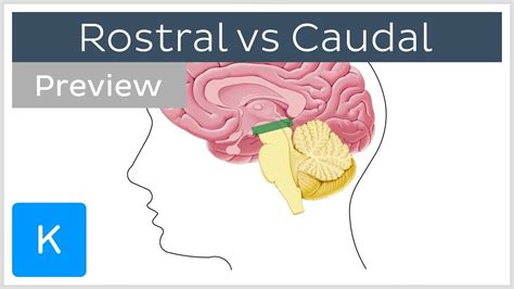 Rostral Definition Anatomy - Anatomical Charts & Posters