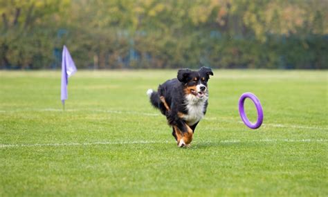 92,000+ Frisbee Dog Pictures