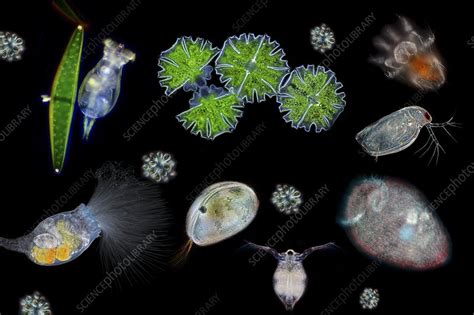 Compilation of various water microorganisms - Stock Image - C038/5299 ...