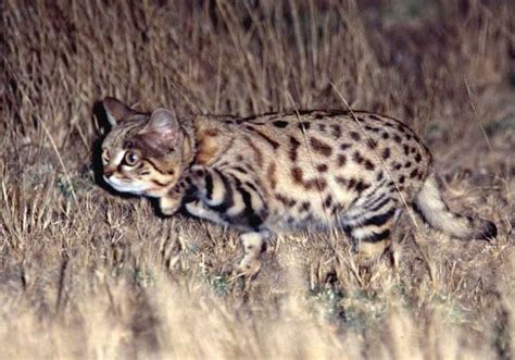 Black-footed Cat Hunting & Diet - International Society for Endangered Cats (ISEC) Canada