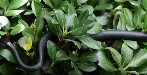 The Black Racer Snake: Appearance, biology, life cycle, habitat, diet ...