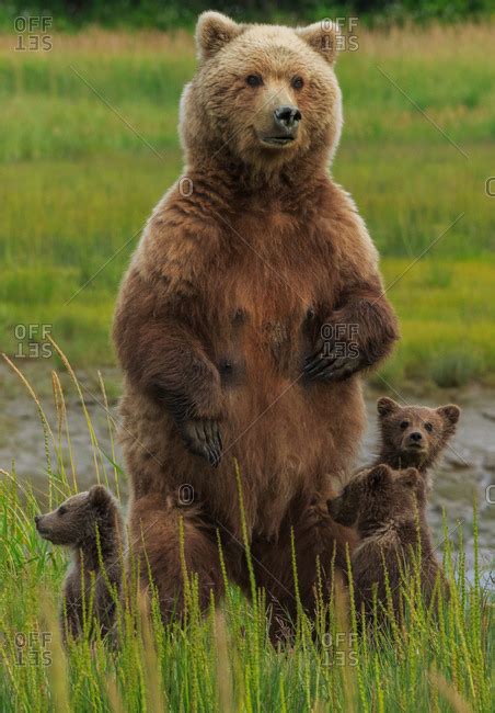 Mother bear protecting her cubs stock photo - OFFSET