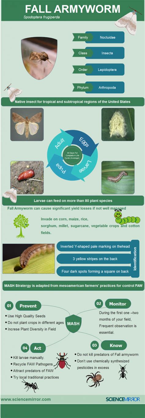 Fall Armyworm damage and MASH Strategy for Control