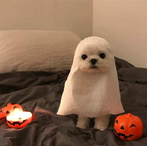 White dog dressed up like a cute ghost | Pet halloween costumes, Cute ...