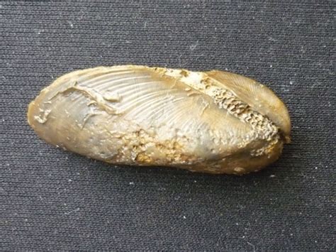 Modiolus bipartitus (Sowerby 1818) - Molluscs - The Fossil Forum