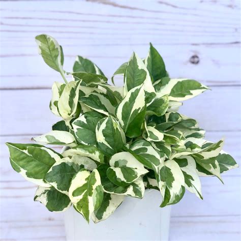Pothos Plant Care Guide: Grow Lush Greenery Indoors