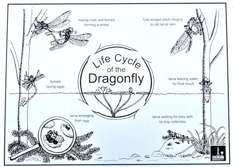 Life Cycle Of Damselfly