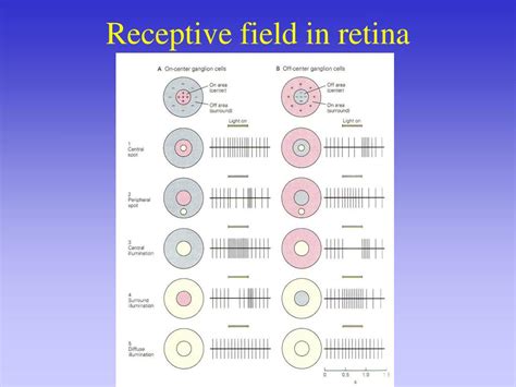 PPT - Concept of receptive field PowerPoint Presentation, free download ...