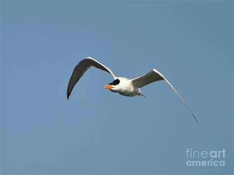 Tern Flight Photograph by Al Powell Photography USA - Fine Art America