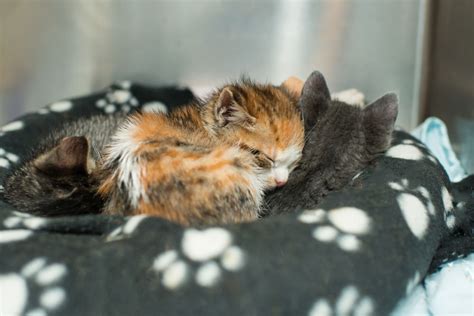 Cat Care • Kitten Rescue