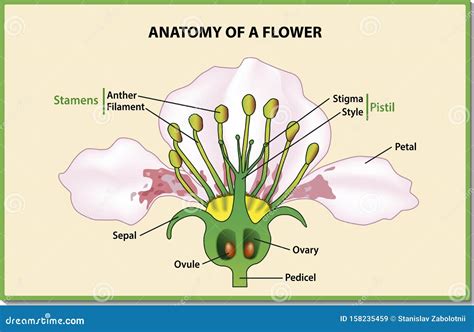 Flower Cross Section Diagram