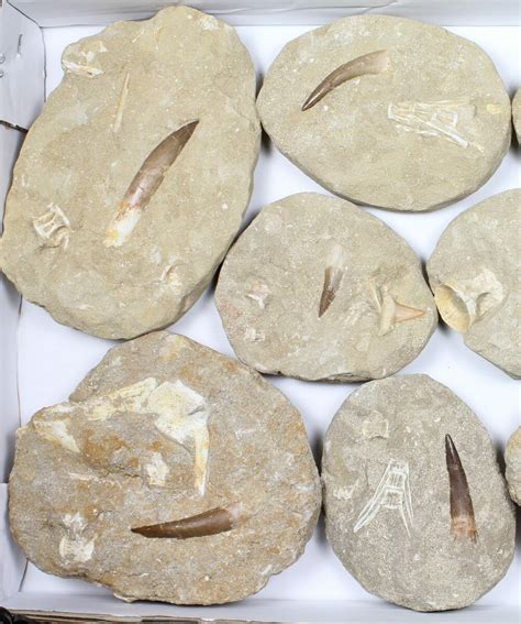 Flat: Real Fossil Plesiosaur Teeth In Matrix - 11 Pieces (#98241) For ...